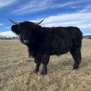 Black Highland Heifer (Pinky)
