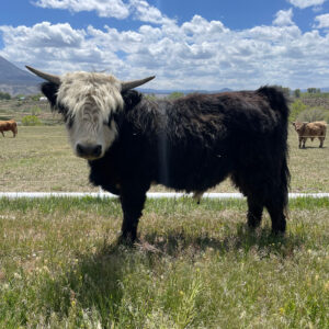 3/4 Highland, Black Baldy